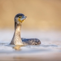 Barbara-Ernst-Stolzer-Kormoran-scaled