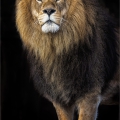 Behrendt-Annahme-Koenig-der-Tiere-scaled