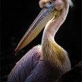 Behrendt-Annahme-Pelikan-scaled
