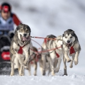 Bernd-Reinthaler-SLED-DOG-RACE-scaled