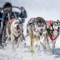 12 Bernd Reinthaler: DOG SLED RACE