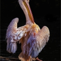 Michael Behrendt Pelikan