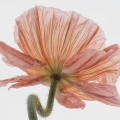 Michael Behrendt Mohn